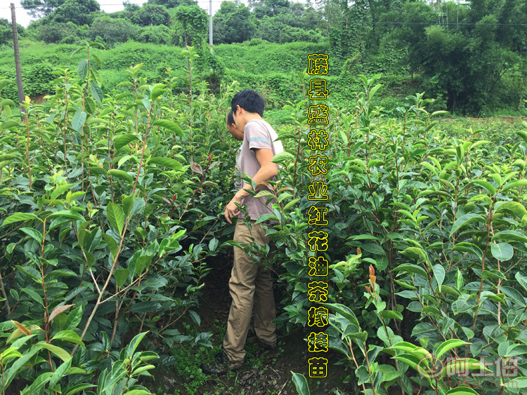 油茶树苗价格(油茶树苗价格及图片)